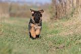 BERGER ALLEMAND 586